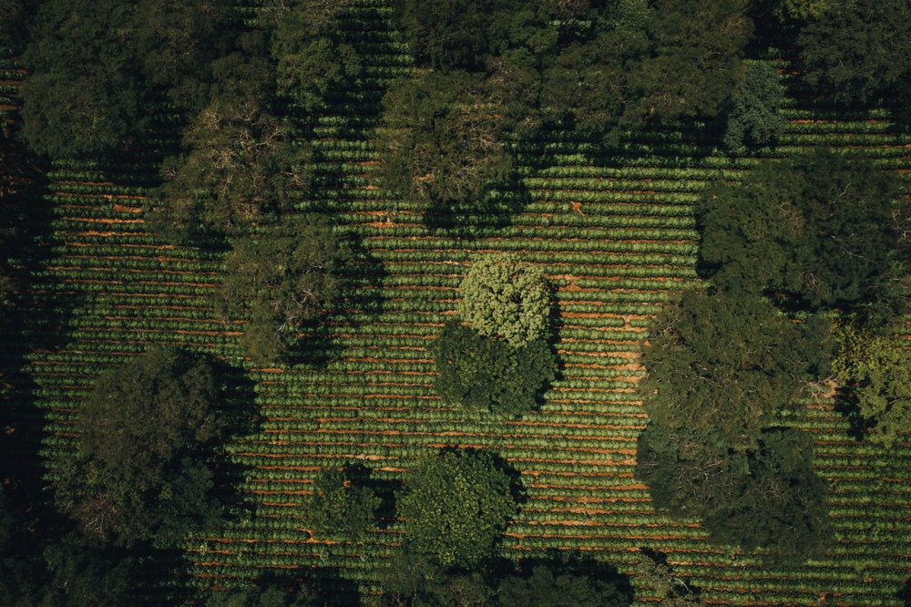 Mexico Finca La Estanzuela kafein kültür