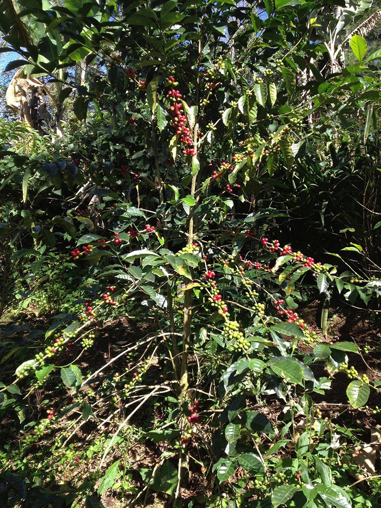 Honduras Caballero Bomba De Fruta #5